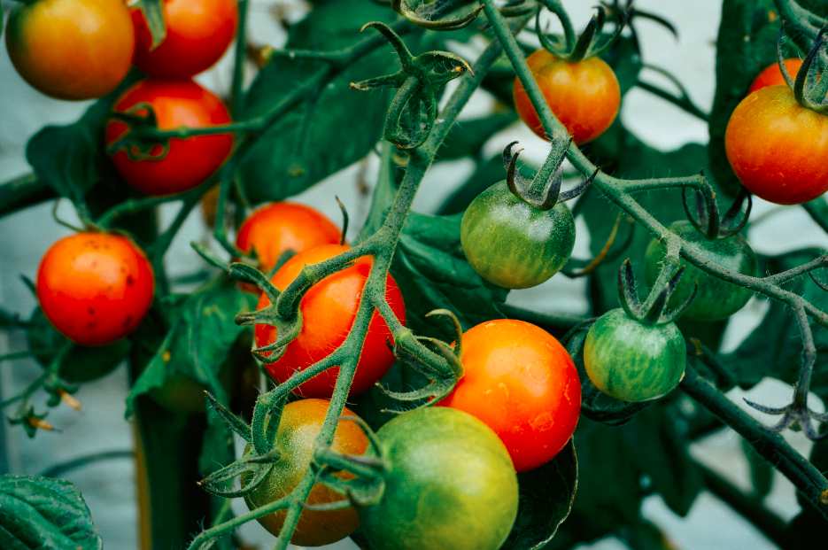 Plants de tomates rouges et vertes